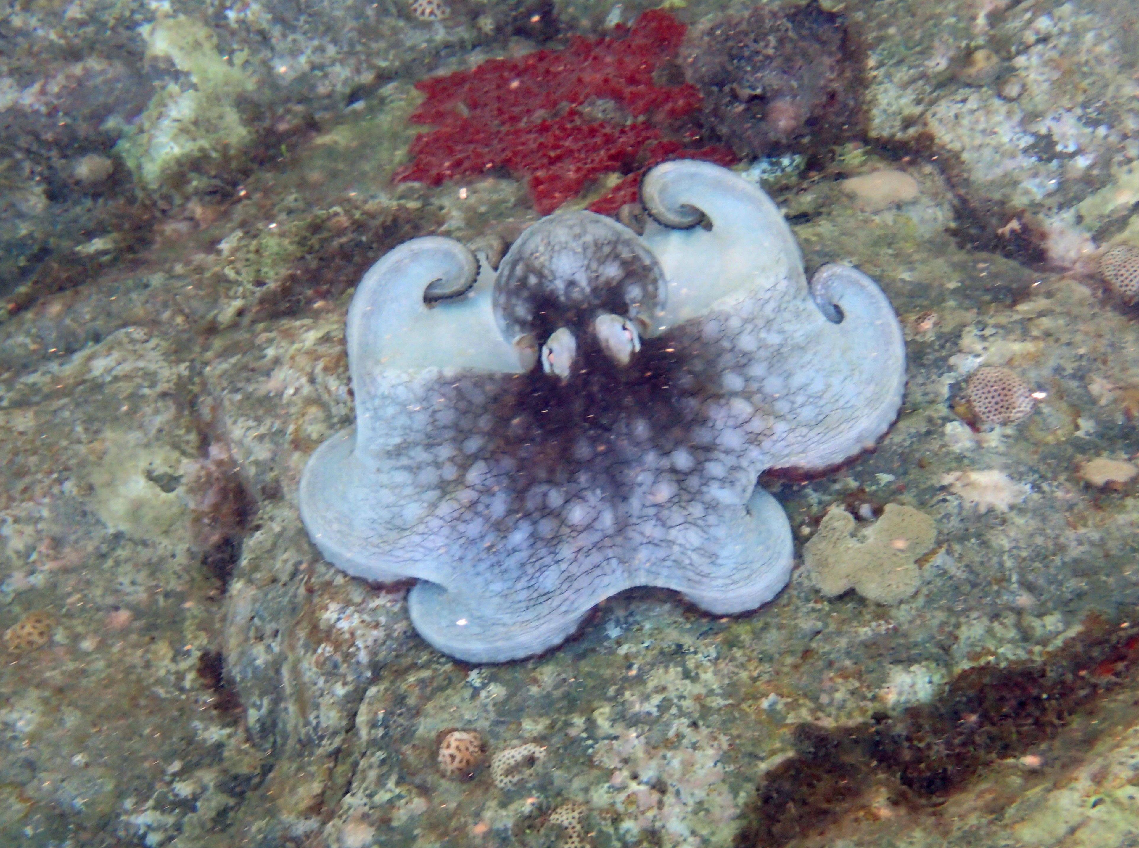 Attached picture Octopus 110 - Little Bay.jpg